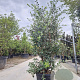 Metrosideros excelsa 150-175 cm 35L
