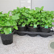 Melissa officinalis P14