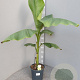 Musa basjoo GM C6L