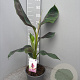 Musa sikkimensis 'Red Tiger' GM C6L