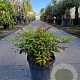 Nandina d. Obsessed 30-40 cm 7,5L