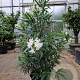 Nerium oleander 100-125 cm 30L