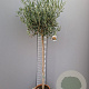 Olea europaea 150 cm stam 9L