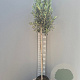 Olea europaea 150 cm stam 9L