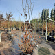 Parrotia persica 250-300 cm container meerstammig