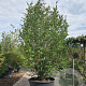 Parrotia persica 400-450 cm container meerstammig extra