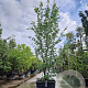 Parrotia persica 'Vanessa' 400-450 cm container extra