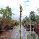 Parthenocissus tr. 'Veitchii' 250-300 cm 18L