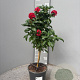 Pentas lanceolata 80 cm 3,0L stam