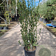 Phillyrea angustifolia 80-100 cm 10L