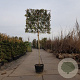 Photinia fraseri 'Red Robin' 200 cm stam container leiboom