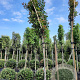 Photinia fraseri 'Red Robin' 200 cm stam container leiboom