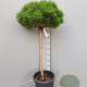 Pinus nigra Brepo 160 cm stam container kroon 60-80