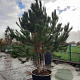 Pinus nigra 250-300 cm container meerstammig