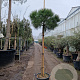 Pinus pinea 160 cm stam container 12-14