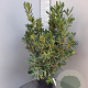 Pittosporum tobira 80-100 cm 18L