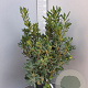 Pittosporum tobira 80-100 cm 18L