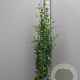 Plumbago auriculata 'Azur' 150 cm plantdiepte M28