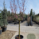 Prunus persica 100 cm stam container 25-30