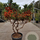 Pyracantha 'Navaho' 125-150 cm container paraplu
