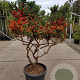 Pyracantha 'Navaho' 125-150 cm container paraplu