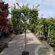Quercus ilex 100 cm stam container 10-12HO