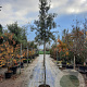 Quercus ilex 10-12 HO container