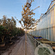 Quercus ilex 160 cm stam container 14-16