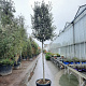 Quercus ilex 180 cm stam container 16-18 extra