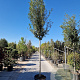 Quercus ilex 180 cm stam container 16-18 extra
