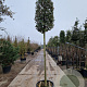 Quercus ilex 180 cm stam container 16-18 extra