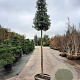Quercus ilex 180 cm stam container 16-18 extra