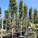 Quercus ilex 200 cm stam container 18-20 leiboom