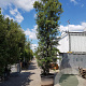 Quercus ilex 550-600 cm container meerstammig
