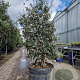 Quercus suber 150-175 cm cont. 95L paraplu