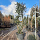 Quercus suber 175-200 cm cont. 95L meerstammig