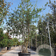Quercus suber 200-250 cm container 80 stam