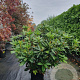 Rhododendron 'Cosmopolitan' 70-80 cm 15L