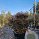 Rhododendron molle japonicum 100-125 cm container struik