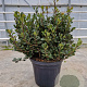 Rhaphiolepis umbellata 60-80 cm 45L bol