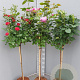 Rosa (K) 'Royal Gold' 100-110 cm 6L stam