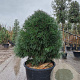 Sciadopitys verticillata 140-160 cm container solitair