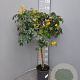Senna corymbosa 100 cm stam 4,0L