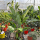 Strelitzia nicolai GM C6L