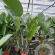 Strelitzia nicolai GM C6L