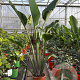 Strelitzia nicolai GM C6L