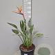 Strelitzia reginae 70-80 cm 12L
