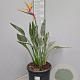 Strelitzia reginae 70-80 cm 12L