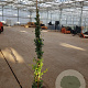 Trachelospermum jasminoides 175-200 cm 10L