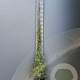 Trachelospermum jasminoides 175-200 cm 10L
